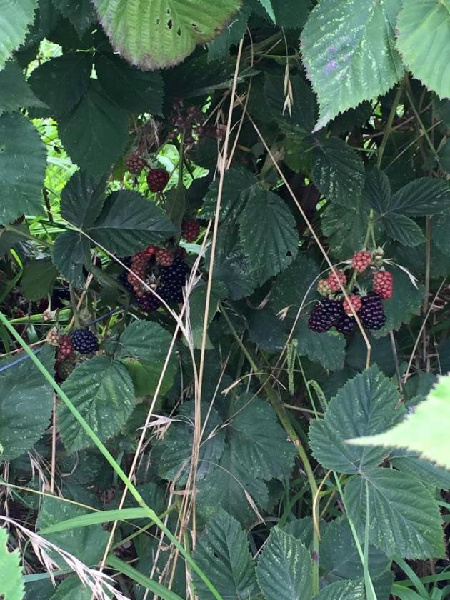 berries at the farm