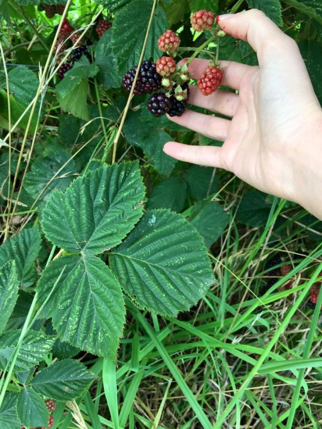 blackberry picking